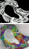 Кластеризация и просмотр в цвете поляризационно кодированных изображений